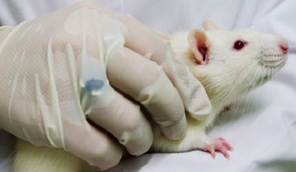 Las células madres podrían evitar pérdida memoria por Alzheimer