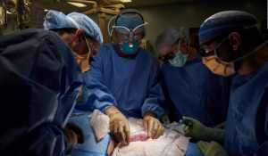 Logran trasplantar con éxito un riñón de cerdo a un ser humano