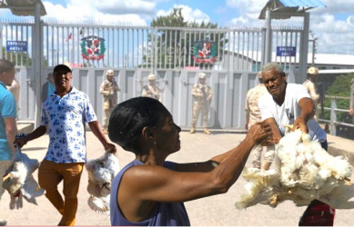 Por cierre frontera regalan las gallinas para no perder dinero