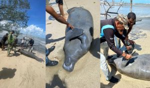 Medio Ambiente investiga causa muerte manatí en playa Pto. Plata