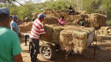 Entrega 104 mil pacas de pasto a ganaderos afectados por sequía