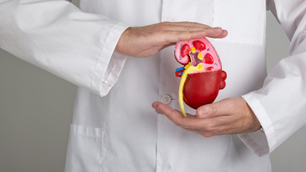 Baja testosterona en mujeres hace sus riñones sean más resistentes