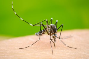 Dengue y muertes: lo que no se entiende (OPINION)
