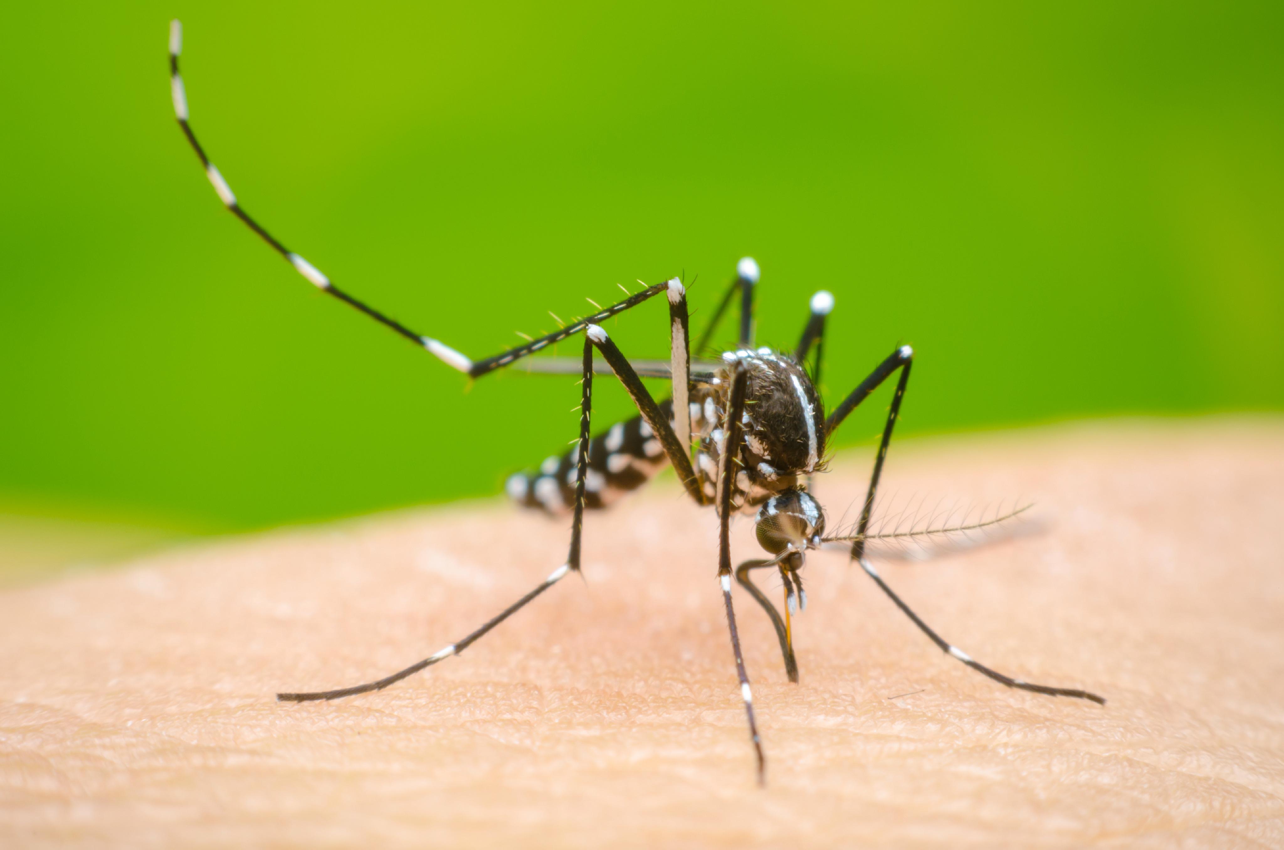 Dengue y muertes: lo que no se entiende (OPINION) imagen