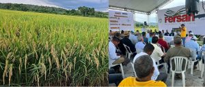 MAO: Programa presenta nueva variedad de arroz alto rendimiento