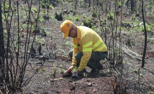 Bomberos forestales plantan más 3,000 árboles en la Loma Guaigüí