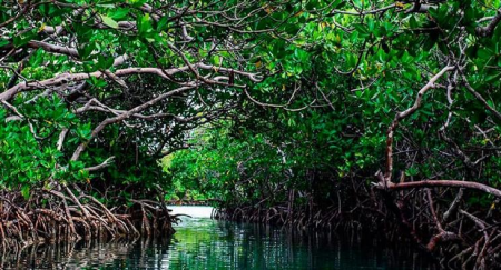 Promoverán atractivo ecológico y cultural de manglares Montecristi