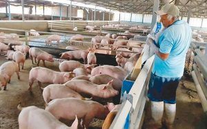 PE declara de alto interés nacional regulación de granjas porcinas