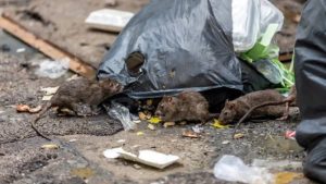 En ciudad de Santiago preocupa creciente proliferación de ratas