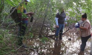 Ambiente iniciará restauración de mangle rojo degradado en Samaná