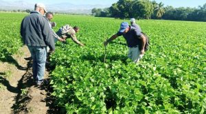 Regularán siembra habichuelas tras aparición de insectos en SJM