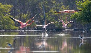 Liberan 44 flamencos en  Parque Nacional Manglares Estero Balsa