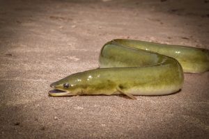 PTO. RICO: Acusan dominicanos de contrabando 110.000 anguilas