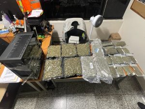 161 libras marihuana incautadas en operativos Santiago y Valverde