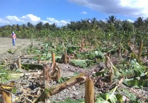 Intensas lluvias causan pérdidas a la agricultura en Rep. Dominicana