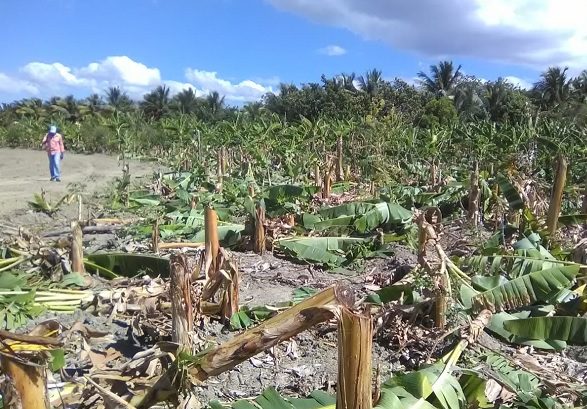 Un ventarrón destruye cientos de matas de plátano en Montecristi