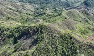 Dominicano y 4 haitianos fueron detenidos por depredar un parque