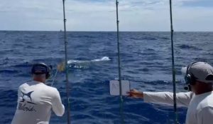 Arranca Pesca al Marlin Blanco; equipo Plaza San Juan es el líder