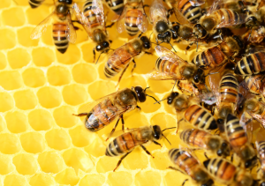 Importancia de las abejas en la agricultura y el medio ambiente