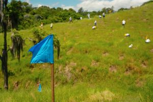 BPD refuerza su compromiso ambiental con siembra de árboles