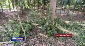 Alcaldía sancionará culpables de poda en parque Mirador Sur