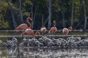 Dos nuevos sitios de anidamiento del flamenco americano en la RD