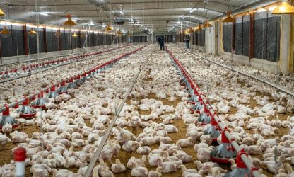 Avicultores dicen libra pollo se mantiene a 42 pesos en granja Avicultores dicen libra pollo se mantiene a 42 pesos en granja