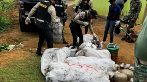 PUERTO PLATA: La DNCD confisca más de 1,000 libras de marihuana