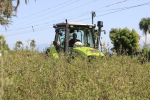 Gobierno dispone medidas para garantizar cultivo de habichuelas