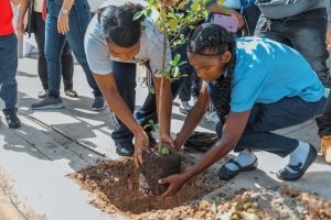 Alcaldía del DN inicia Plan de Arbolado Urbano en Capotillo