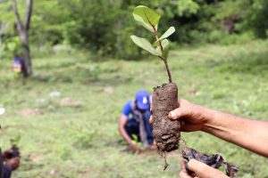 Comienza Mes de la Reforestación en Dominicana en área protegida