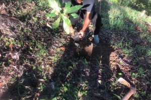 Desarrollan siembra de árboles en la cuenca del río Bajabonico