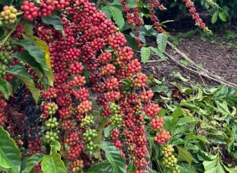 Alzas de precios del café genera bonanza en zonas cafetaleras