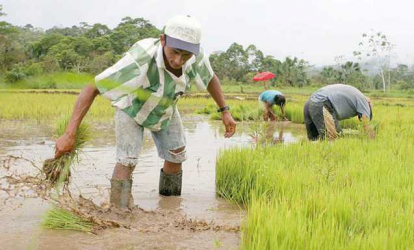 Productores de arroz agradecen a Presidente por protección rublo 