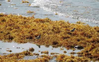 La RD logra primera resolución sobre el sargazo en la ONU La RD logra primera resolución sobre el sargazo en la ONU