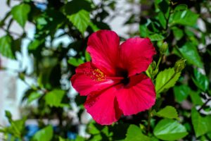 La flor de Jamaica está de moda