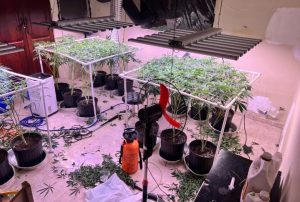 Autoridades descubren vivero marihuana en casa de La Vega