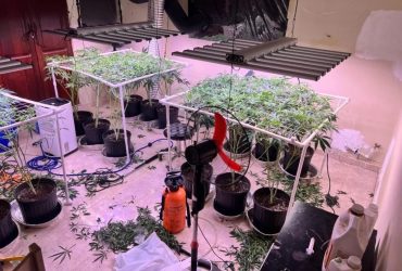 Autoridades descubren vivero de marihuana en casa La Vega