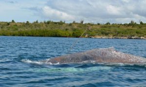 Ballena azul varada costa Haití termina en estufas de lugareños