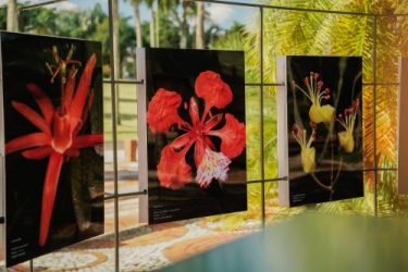 INICIA y Alcaldía DN inauguran exhibición Pétalos y Colores INICIA y Alcaldía DN inauguran exhibición Pétalos y Colores