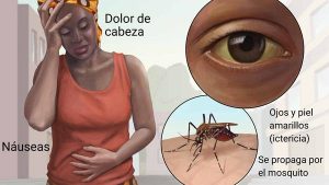 Hay alerta por aumento de fiebre amarilla en las Américas