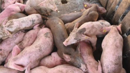 DAJABON: Sacrifican decenas de cerdos con la fiebre africana