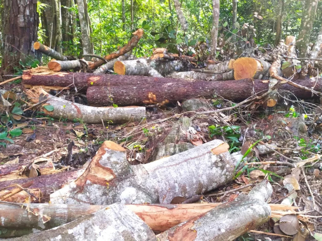 Jarabacoa: agresión a la madre naturaleza (OPINION)