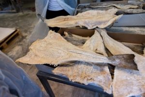 Destacan consumo de bacalao Noruego en la R. Dominicana