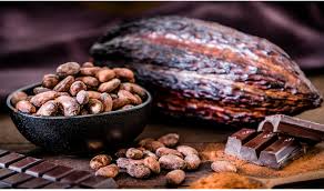 Cacao RD impulsa crecimiento exportaciones hacia España
