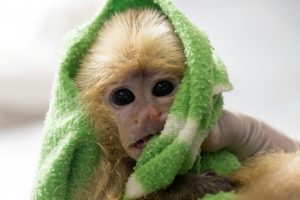 COLOMBIA: Apresan a dos iban a R. Dom. con seis primates