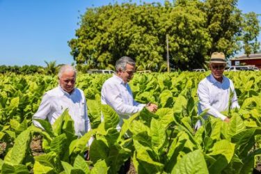 Gobierno dominicano dice tabaco criollo llega a 148 países Gobierno dominicano dice tabaco criollo llega a 148 países