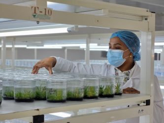 R. Dominicana produce al año 1.5 millones de plantas in vitro R. Dominicana produce al año 1.5 millones de plantas in vitro