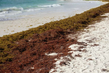 RD pide a UNESCO reconocer sargazo como una emergencia