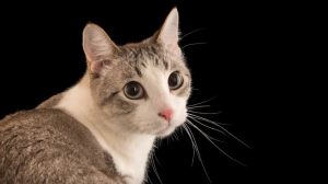 Hoy es día mundial del gato, la sardina y el orgasmo femenino